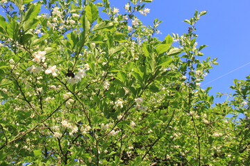 たくさん花が咲いたエゴノキ