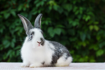 cute little fluffy rabbit on green natural background. grey and white color bunny. Easter symbol. domestic pet. space for text, copy space.