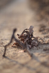 Blatt