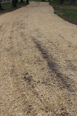 path in the sand