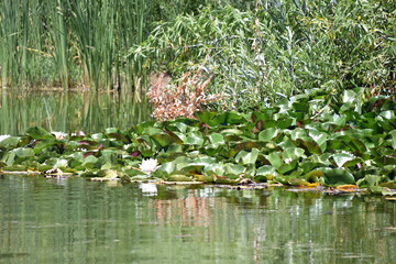 Waterlilies in a Pond