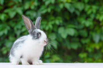 cute little fluffy rabbit on green grass in the summer garden. grey and white color bunny. Easter symbol. domestic pet. space for text, copy space.