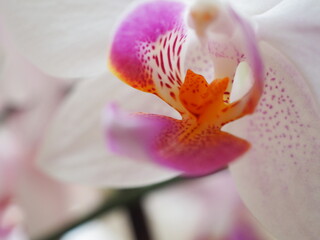 Fototapeta na wymiar pink lily closeup