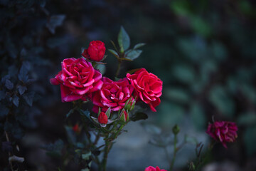 Obraz premium Blumen im Garten