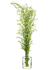 Obraz premium Erigeron canadensis(horseweed or Canadian horseweed) in a glass vessel on a white background