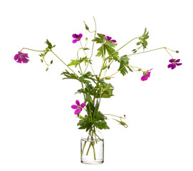 Geranium sylvaticum (wood cranesbill or woodland geranium) in a glass vessel on a white background