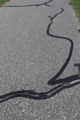 snake on the road