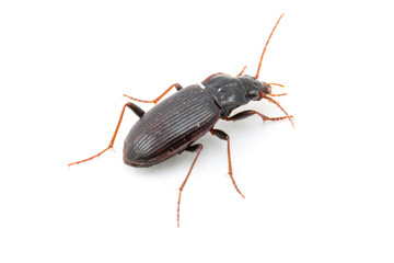 A Harpalus (A black beetle with brown legs) is a genus of ground beetle with about 500 species and subspecies; white background and room for text