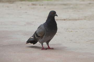pigeon on the ground