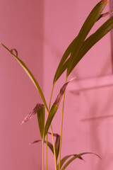 Potted houseplant with pink light