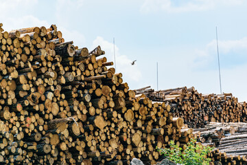 A pile of logs in a warehouse at the port awaiting shipment. timber industry