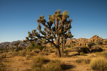 Obraz premium Joshua Tree 