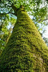 Green mossy tree trunk