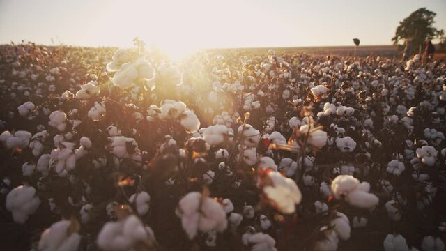 Beautiful golden sun shines behind a vast cotton field during sunset. Wide angle shot.