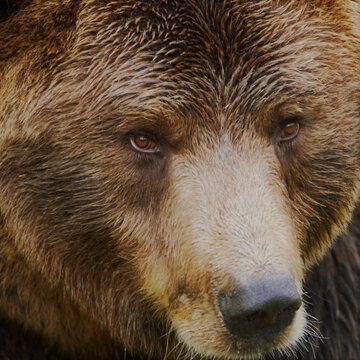 Brown Bear Close Up