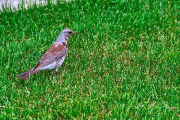 Bird looking for food in green grass. general plan. color