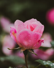 pink rose with water drops