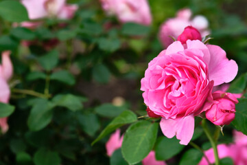 beautiful pink flowers close-up. color nature. day light