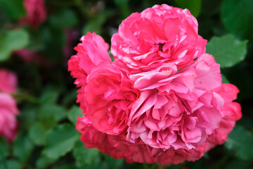 delicate flowers of mauve color close-up. color nature