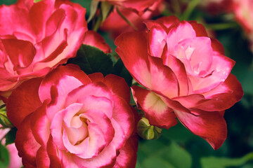 Fototapeta na wymiar macro photo of beautiful red flowers. color