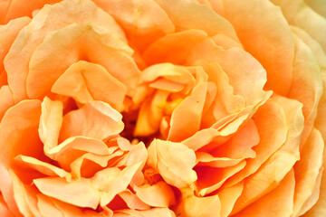 macro photo of beautiful yellow flower. color