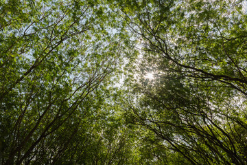 Obraz premium Céu da floresta