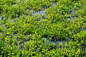 Water hyacinth on the river 