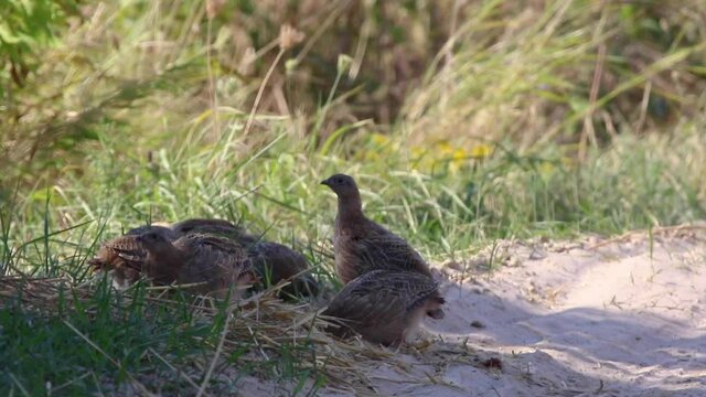 Family of partridges rests in the shadow of a tree during summertime heat.