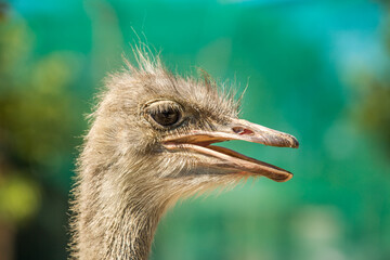 Portrait of an ostrich. Close up ostrich in a natural environment on nature