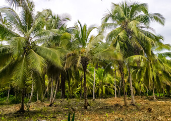 Palm trees on the Caribbean coast in Tayrona Park in Colombia