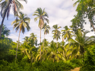 Fototapeta na wymiar Palm trees on the Caribbean coast in Tayrona Park in Colombia