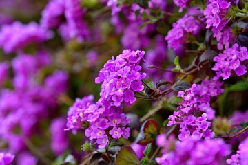 光を浴びて輝く満開の紫色のランタナ