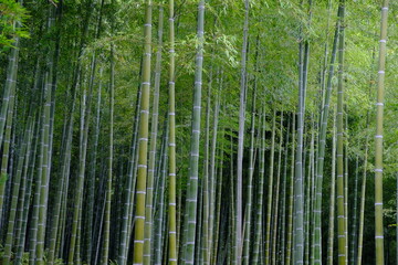 Kyoto Japan - Mt Arashiyama Monkey Park Iwatayama scenic Bamboo forest