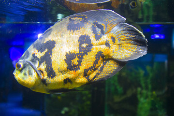 Oscar fish (Astronotus ocellatus). Tropical freshwater fish in aquarium.