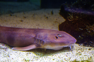closeup sea fish , underwater background