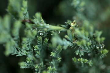 Droplets in front of leaves