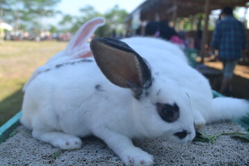white rabbit in the garden