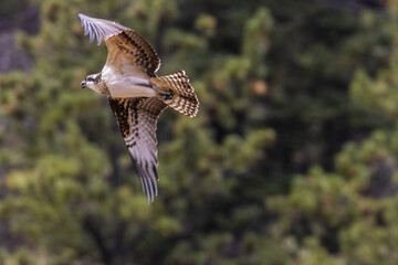 Osprey in Eleven Mile Canyon Colorado