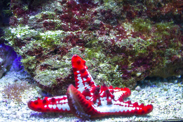 big red star fish underwater closeup