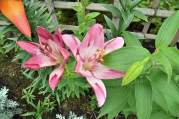 Obraz premium The flower of Lily in the garden
