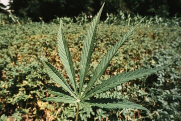 Cannabis leaf on a green field background.