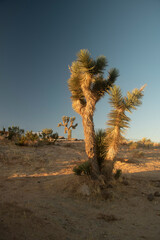 Joshua Tree, California