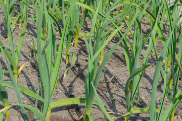 Spring crop - feathers of green onions and garlic grow in the garden.
