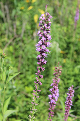 Fototapeta premium Prairie blazingstars at Somme Prairie Grove in Northbrook, Illinois
