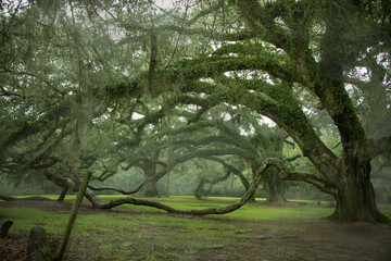 Avery Island, Louisiana 