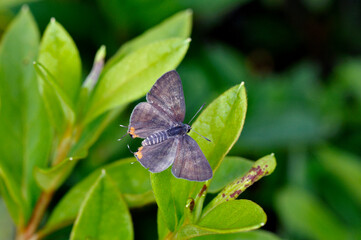 キマダラルリツバメ（鳥取県・米子市）
