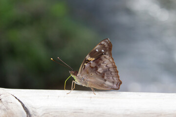 Fototapeta premium Butterfly