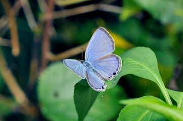 クロマダラソテツシジミの雄（沖縄県・石垣島）