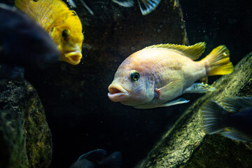 Beautiful goldfish eat in a fish tank. Aquatic animals in captivity. Bluish colored fish