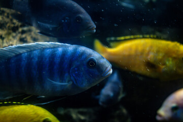 Beautiful goldfish eat in a fish tank. Aquatic animals in captivity. Bluish colored fish